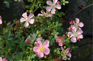 CENTRE STAGE (Ground cover)
